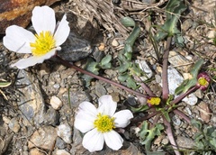 Ranunculus acetosellifolius
