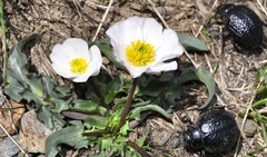 Ranunculus acetosellifolius