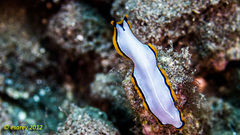 Pseudoceros contrarius