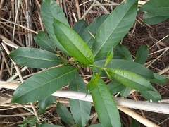 Cestrum laevigatum
