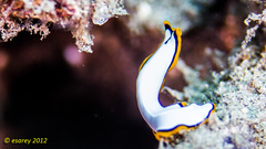 Pseudoceros contrarius