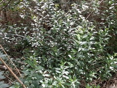 Cestrum laevigatum