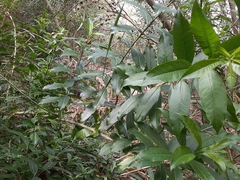 Cestrum laevigatum