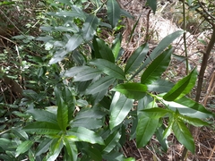 Cestrum laevigatum