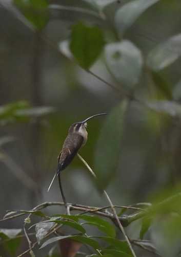 Long-tailed Hermit (Phaethornis superciliosus), photo 5