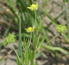 Ranunculus arvensis