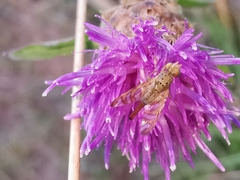 Chaetorellia jaceae