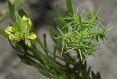 Ranunculus arvensis