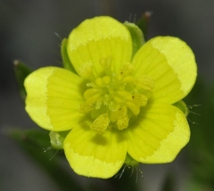 Ranunculus arvensis