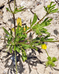 Ranunculus arvensis