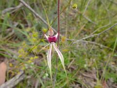 Caladenia tentaculata × venusta