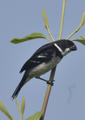 Sporophila americana