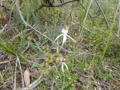 Caladenia tentaculata × venusta