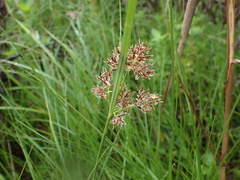 Cyperus brevis