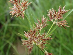 Cyperus brevis