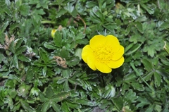 Ranunculus bulbosus aleae