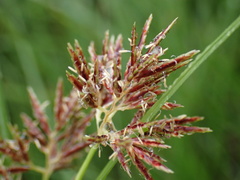 Cyperus brevis