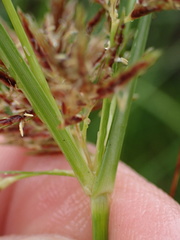 Cyperus brevis
