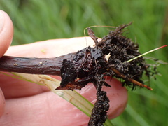 Cyperus brevis