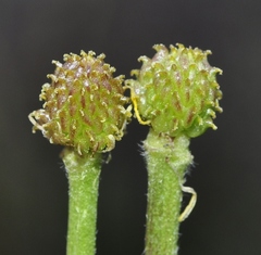 Ranunculus bulbosus aleae