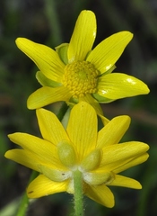 Ranunculus bullatus