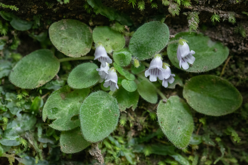 Metapetrocosmea