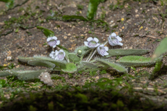 Metapetrocosmea peltata