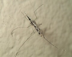 Anopheles annulipes