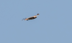Buteo auguralis
