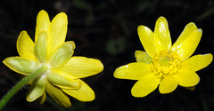 Ranunculus bullatus