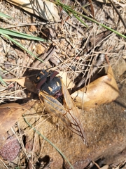 Macrotristria angularis