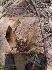 Macrotristria angularis
