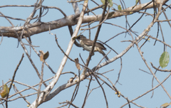 Chlorocichla simplex