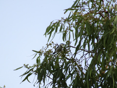 Cissomela pectoralis