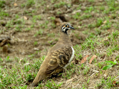Geophaps scripta peninsulae