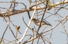 Chlorocichla simplex
