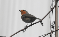 Erithacus rubecula