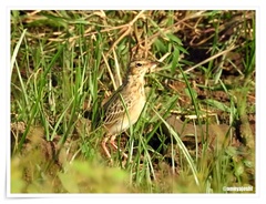 Anthus godlewskii
