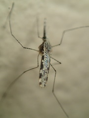 Anopheles annulipes