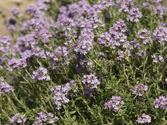 Thymus pallasianus