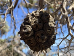 Eucalyptus conferruminata