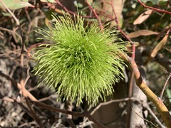 Eucalyptus conferruminata