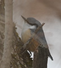 Sitta europaea amurensis