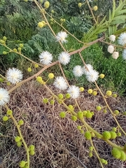 Mimosa bimucronata