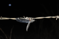 Stilbopteryx