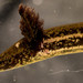 Pseudobranchus - Photo (c) Saunders Drukker, μερικά δικαιώματα διατηρούνται (CC BY-NC), uploaded by Saunders Drukker
