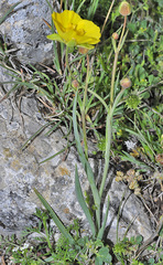 Ranunculus gramineus