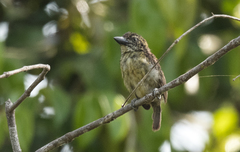 Pogoniulus scolopaceus