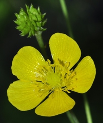 Ranunculus granatensis