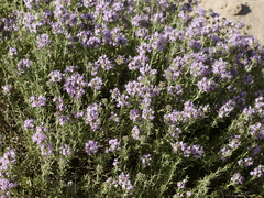 Thymus pallasianus